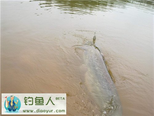 用亮片路亚鲶鱼