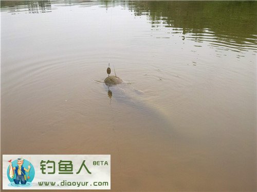 路亚到一条鲶鱼