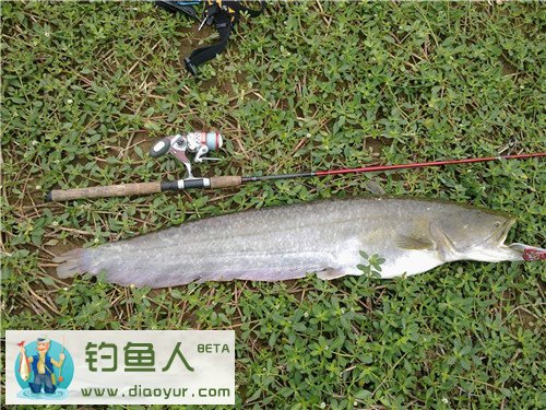 路亚鲶鱼