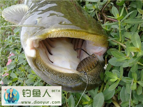 大鲶鱼
