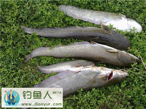 三岔湖路亚鲶鱼