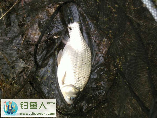 钓大鲫鱼的方法