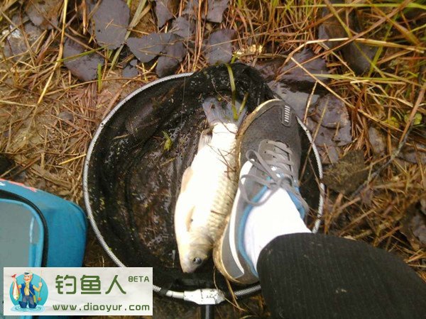 如何钓鲫鱼