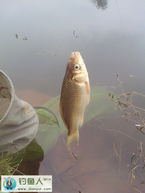 钓鲫鱼