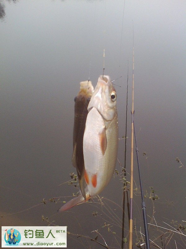 钓鲫鱼