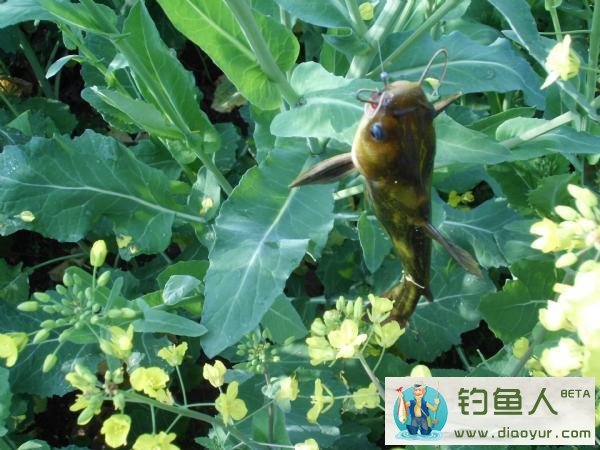 钓黄颡鱼