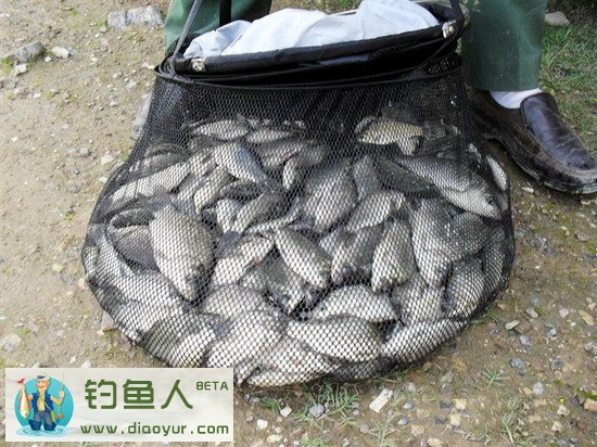 野钓鲫鱼窝图片