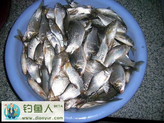 野钓鲫鱼窝图片