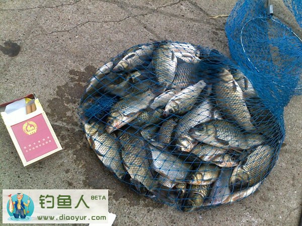 腥饵钓鲫鱼