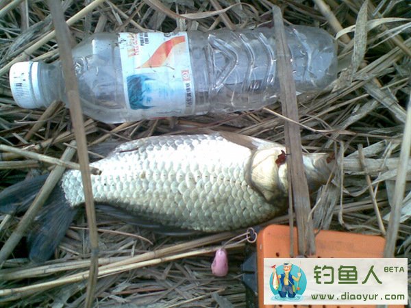 冬季钓大板鲫鱼