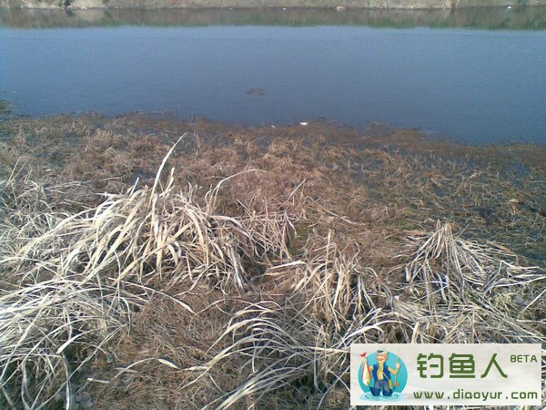 冬季钓鲫鱼