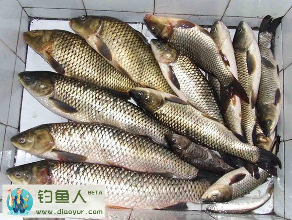 钓草鱼用什么鱼饵