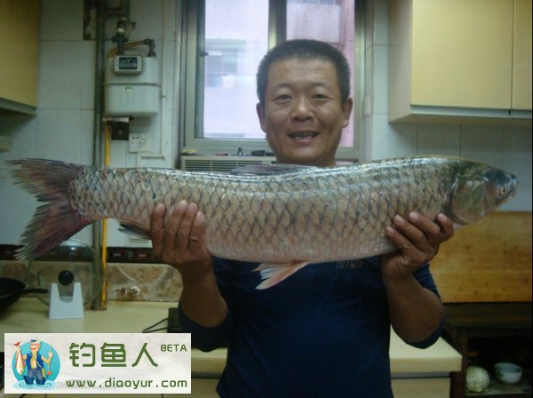 14斤大草鱼