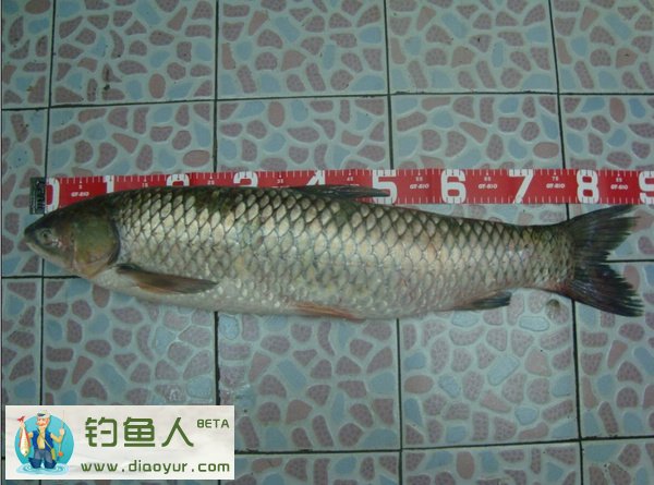 燕山水库钓草鱼