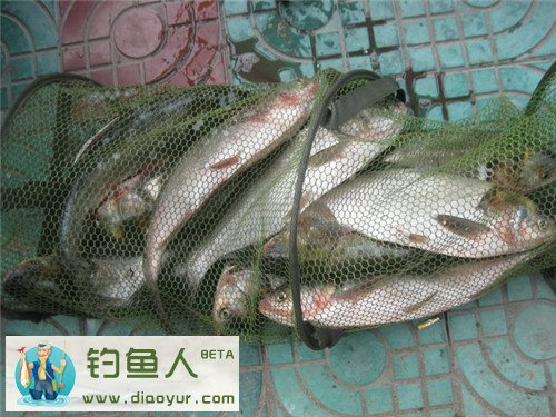 钓鲢鳙鱼技巧