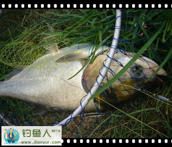东俊鱼饵钓鲢鱼
