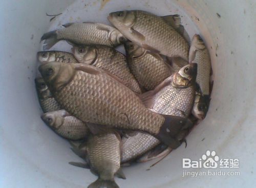 钓鱼技巧之怎样钓瓜子鲫