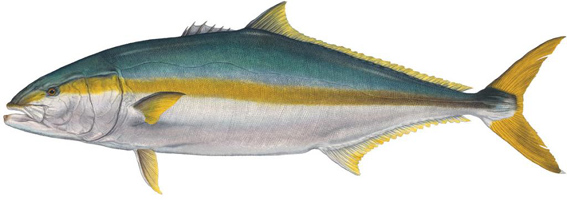 CaliforniaYellowtail_.jpg