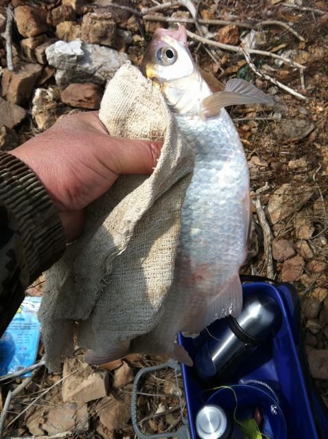 开春天暖鱼活跃-水库筏钓记-鲫鱼钓获好 - 钓鱼