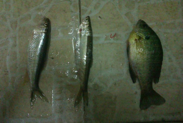 IMAG0077.jpg