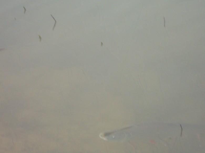 dsc03120_conew1.jpg