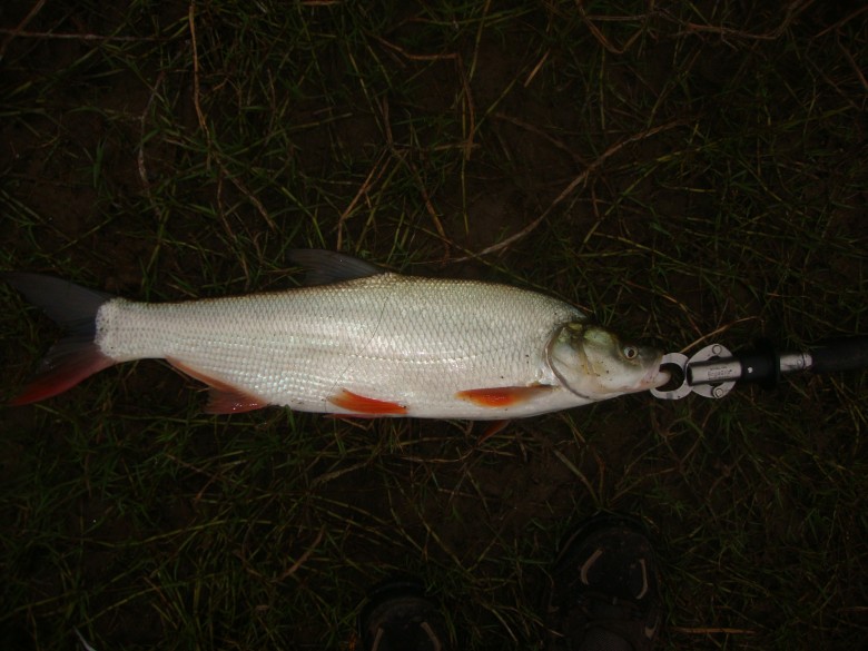 dsc03126_conew1.jpg