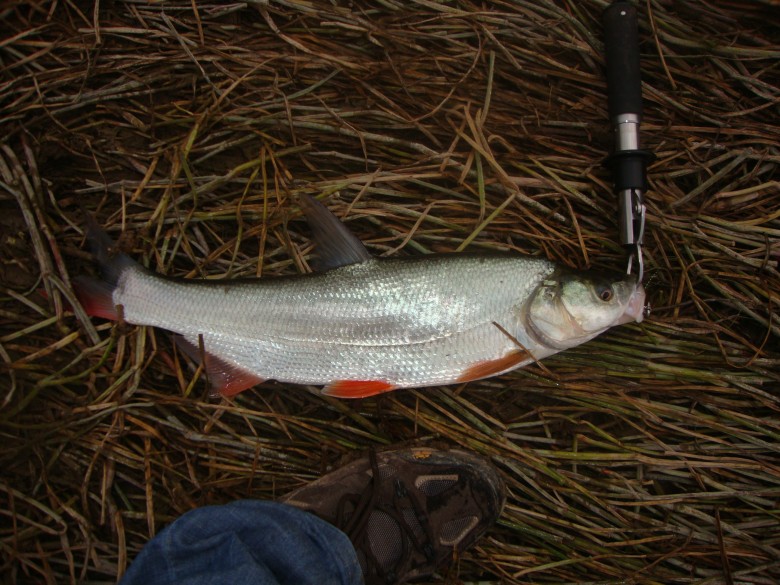 dsc03115_conew1.jpg