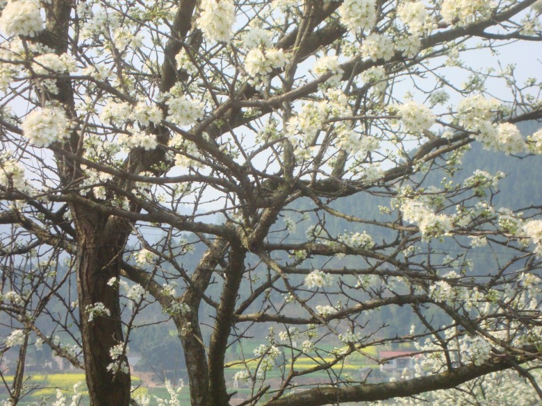 dsc03141_conew1.jpg