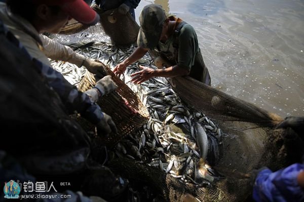 鱼儿被捕上岸