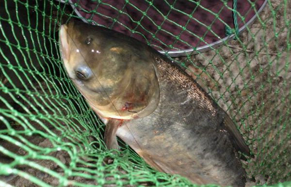 夜钓上鲢鱼 夜钓上鲢鱼