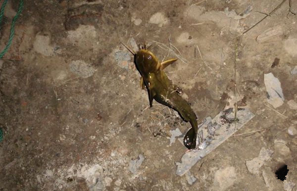 黄颡鱼被钓上岸 黄颡鱼被钓上岸