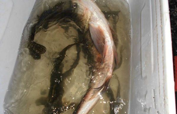 夜钓总渔获 夜钓总渔获