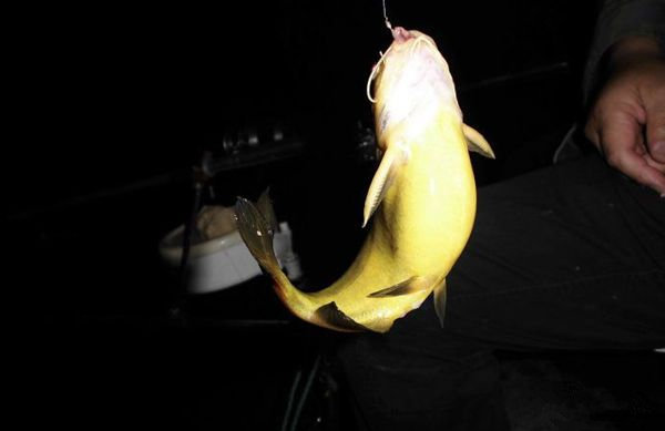 蚯蚓钓黄颡鱼 蚯蚓钓黄颡鱼