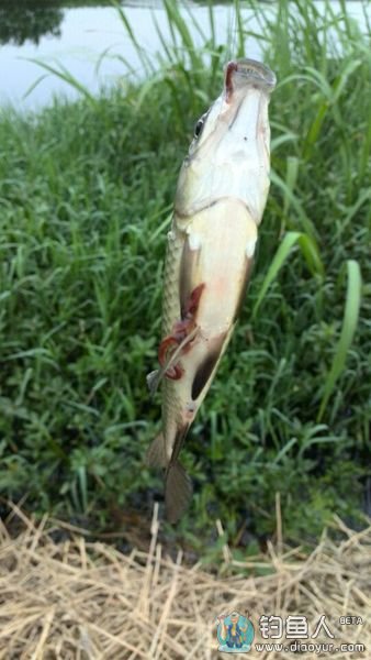 钓的第一条鲫鱼 钓的第一条鲫鱼