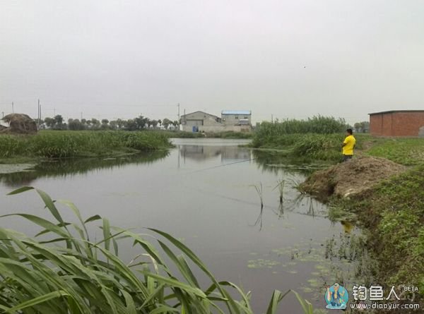 野河钓鲫鱼 野河钓鲫鱼
