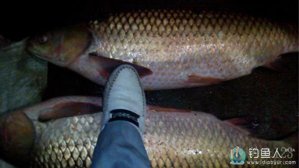 手竿钓大草鱼