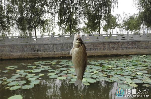 沾饵钓鲫鱼 沾饵钓鲫鱼