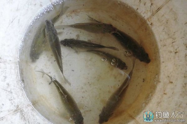 沾饵钓法 沾饵钓法