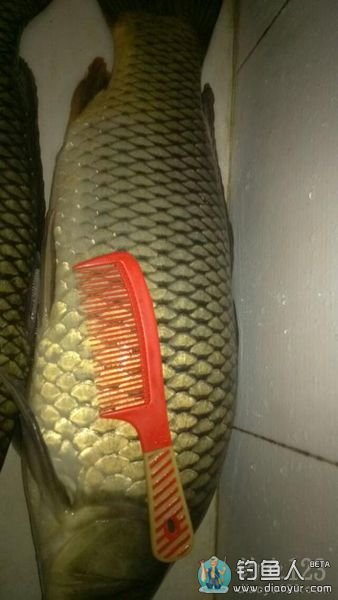 二圣水库钓鲤鱼 二圣水库钓鲤鱼