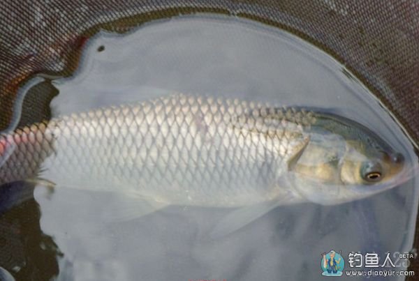夏季野钓钓草鱼技巧