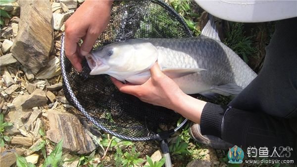 大青鱼被钓上岸