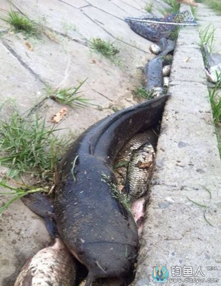 大鲶鱼