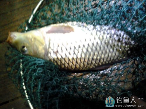 3.鲤妹深夜来私会 3.鲤妹深夜来私会