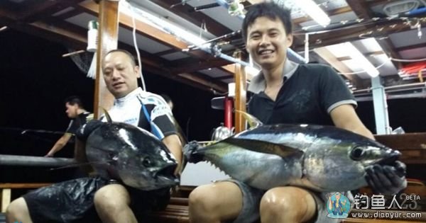 海钓金枪鱼图片