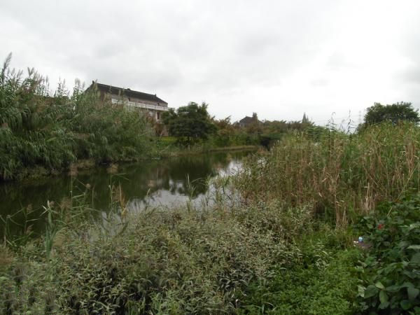 水草边钓鱼 水草边钓鱼