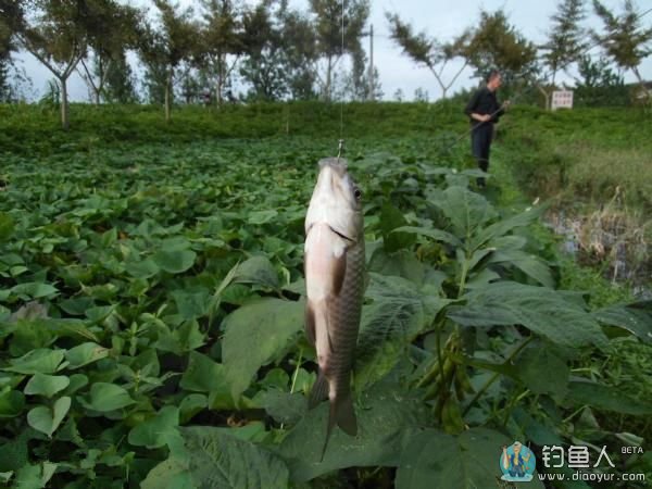钓野生鲫鱼 钓野生鲫鱼