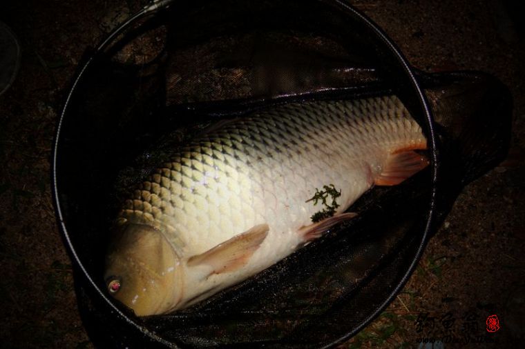 三人征战官厅湖,夜钓擒获大鲤鱼心情爽