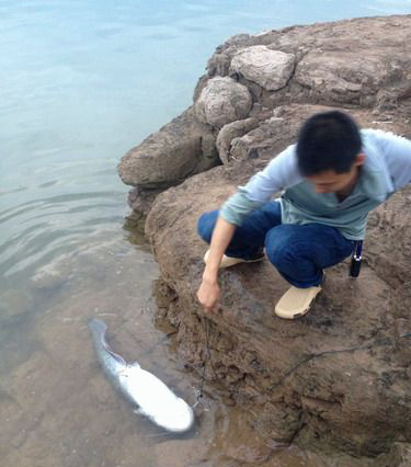 路亚到的大鲶鱼放生