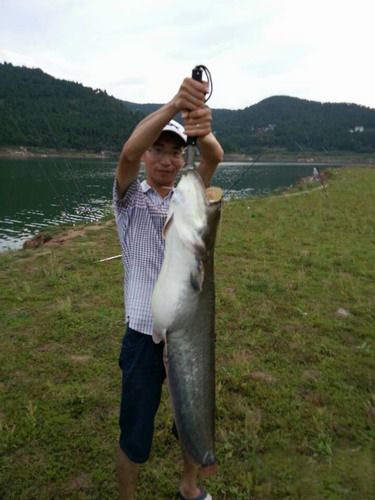 路亚到的大鲶鱼