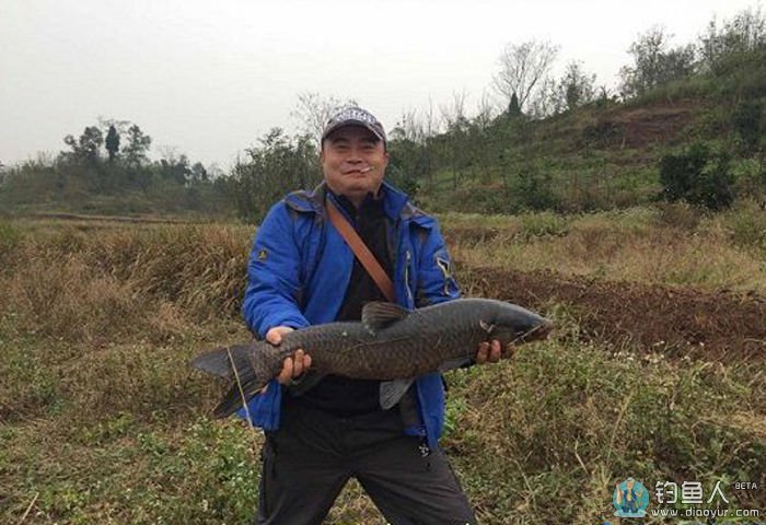 冬季野钓长寿湖 斩青鱼鲤鱼鳊鱼不亦乐乎